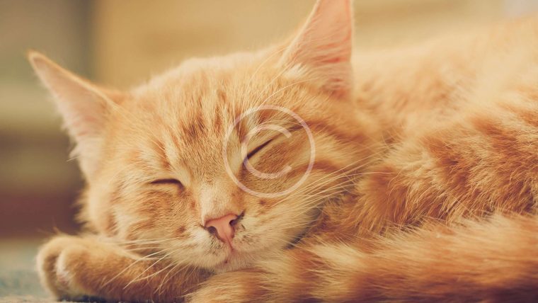 3 Ways to Naturally Reduce Hairballs