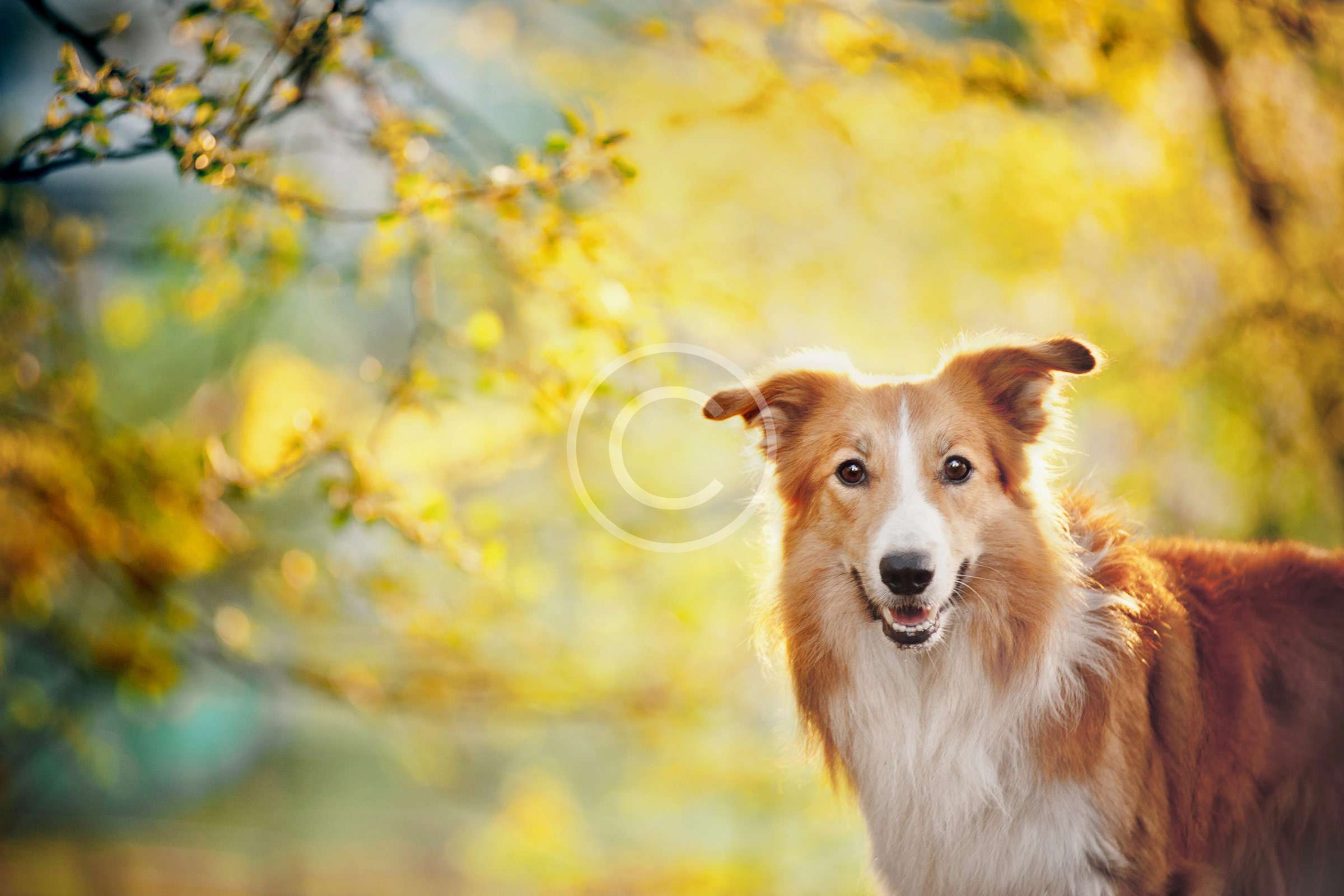 Boredom Busters for Active Dogs